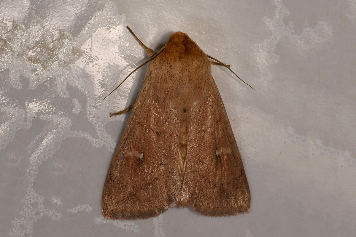 Noctuidae - Mythimna (Hyphilare) ferrago